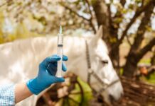 DF flexibiliza regra de vacinação contra influenza equina para emissão da Guia de Trânsito Animal