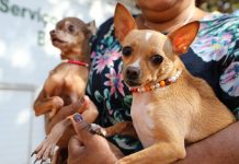 Campanha no DF oferece mais de 5 mil vagas para castração de pets